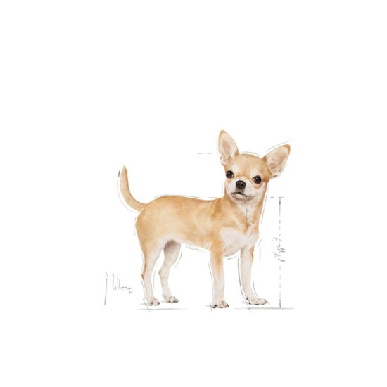 Royal Canin Chihuahua Adult – Hrană Umedă Pate pentru Câini Adulți din Rasa Chihuahua – 85 g